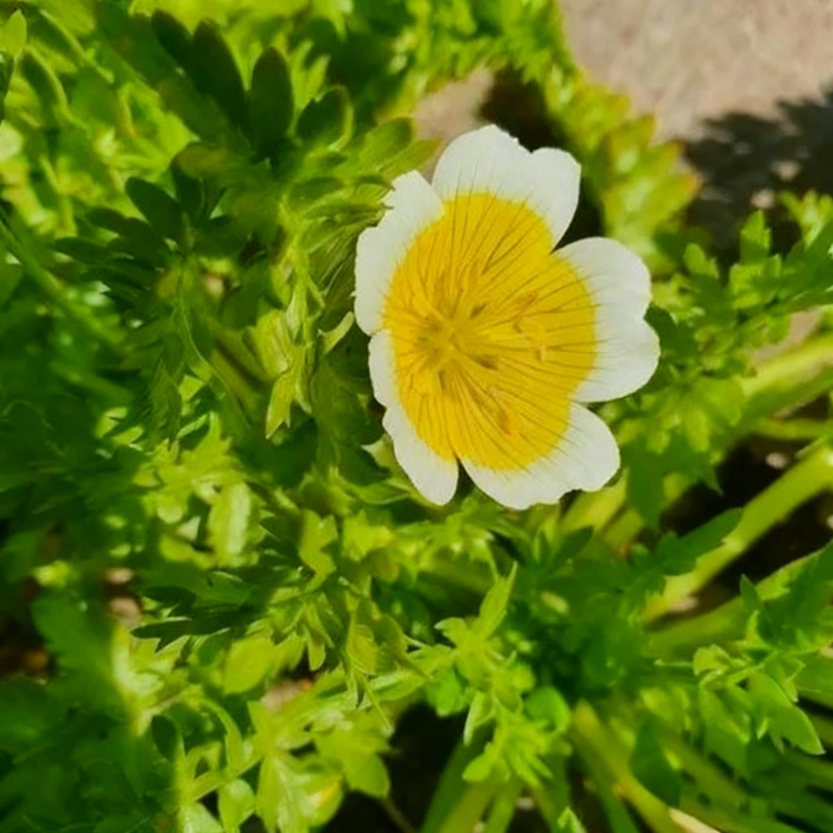 Generic cool-season annual seeds offer blooms from spring to early summer.