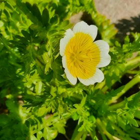 Generic cool-season annual seeds offer blooms from spring to early summer.