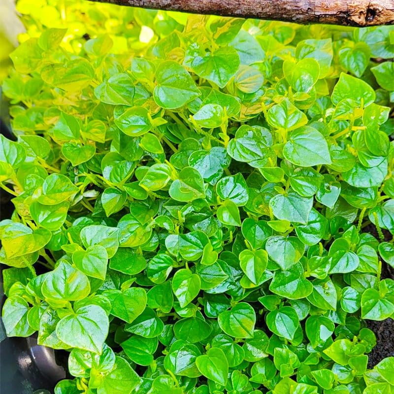 Generic Crab Claw Seeds sunlit planting for vibrant outdoor gardens.