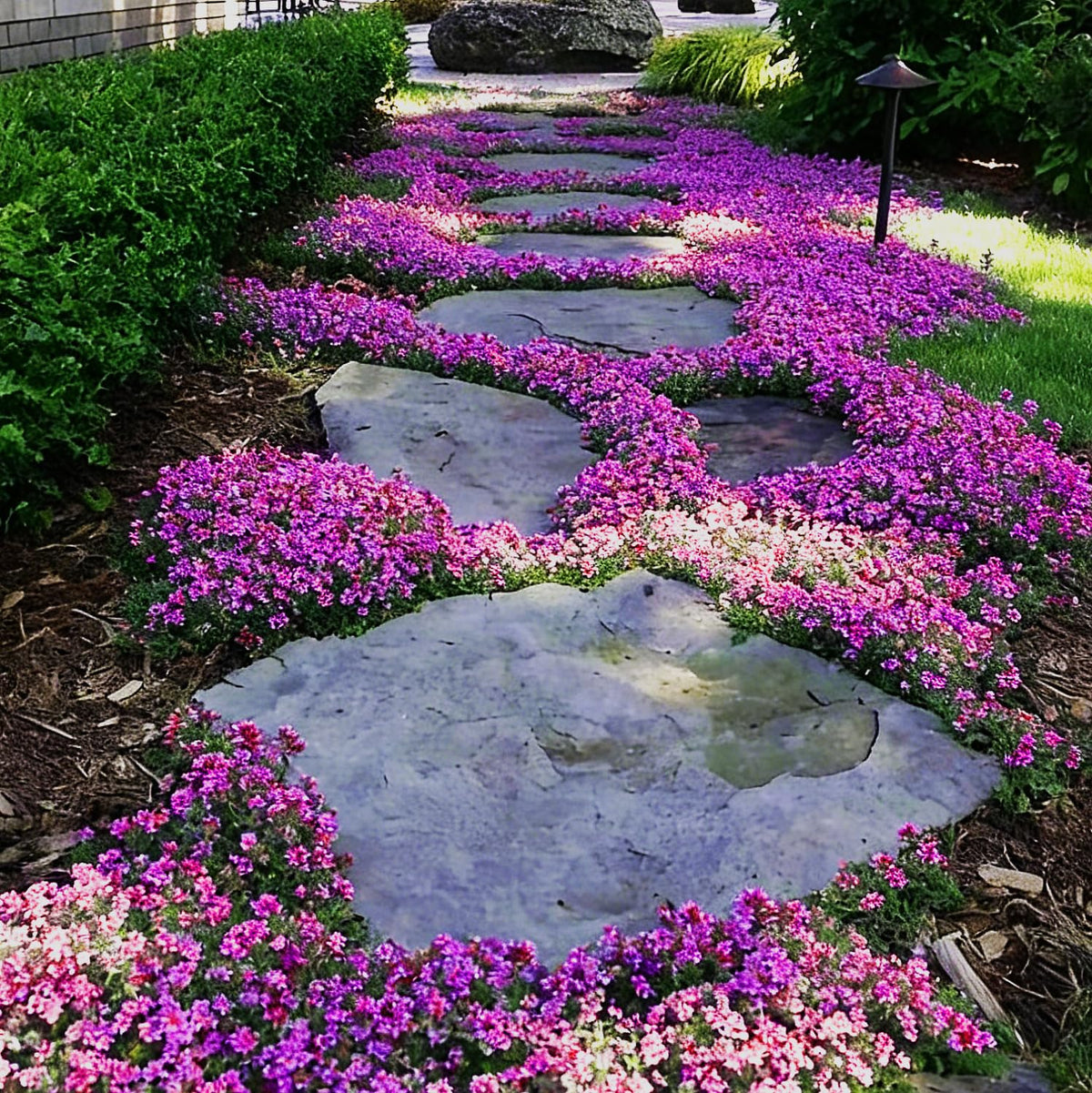 Generic Creeping Thyme Seeds support culinary, aromatic, and ornamental garden uses.