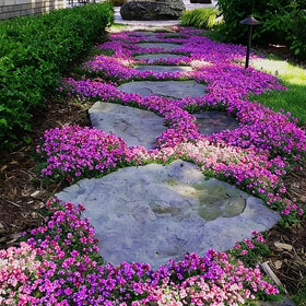 Generic Creeping Thyme Seeds support culinary, aromatic, and ornamental garden uses.