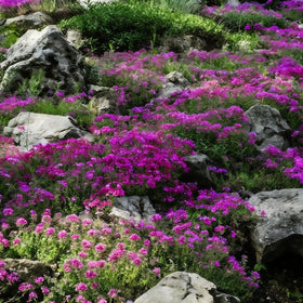 Generic Creeping Thyme Seeds drought-tolerant mats thrive in sunny, well-drained soils.