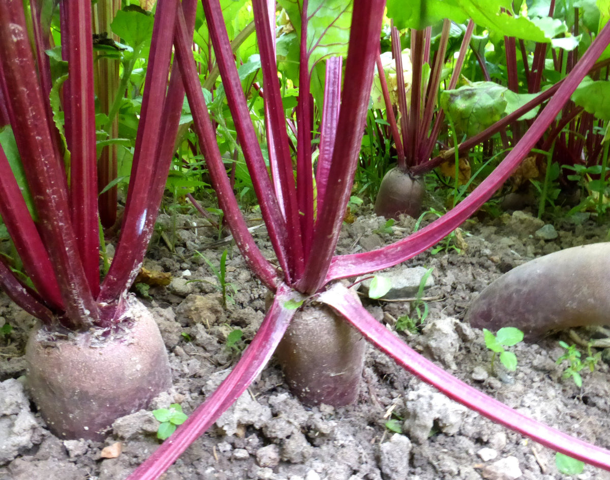 Generic Cylindra beet seeds garden setup, compact rows, and long slim roots.