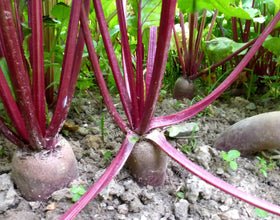 Generic Cylindra beet seeds garden setup, compact rows, and long slim roots.
