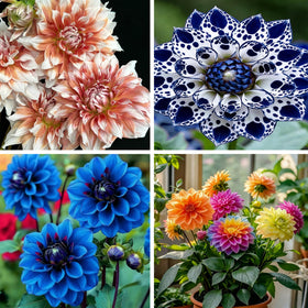 Generic Dahlia Pinnate seeds mixed colors for vibrant border plantings