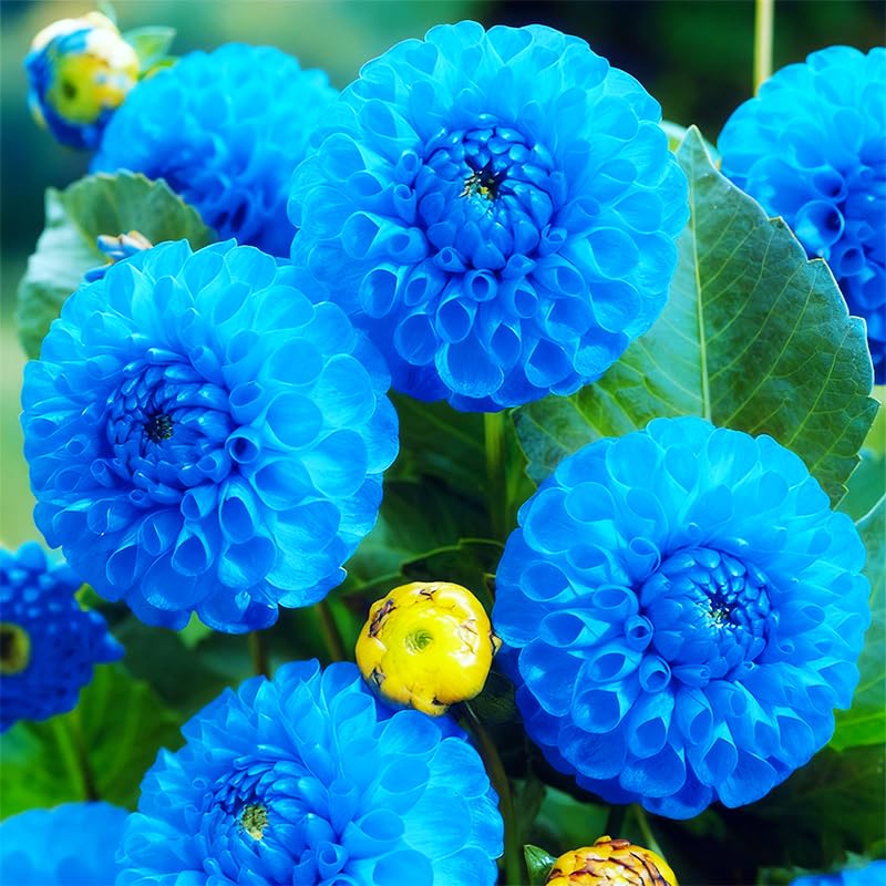 Generic Dahlia Pompon blooms closeup captures spherical flowers for vibrant garden accents
