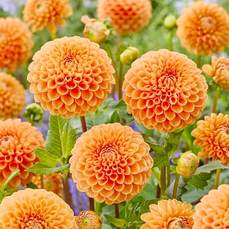 Generic Dahlia Pompon border-container highlights versatile planting in landscape beds
