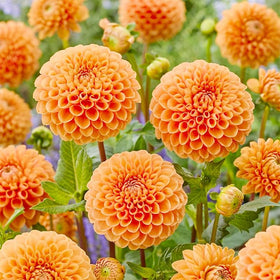 Generic Dahlia Pompon border-container highlights versatile planting in landscape beds