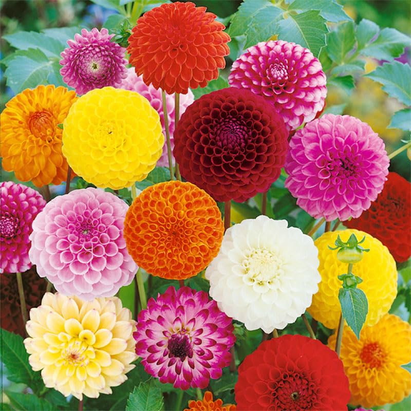 Generic Dahlia Pompon cut-flowers showcase long vase life for arrangements