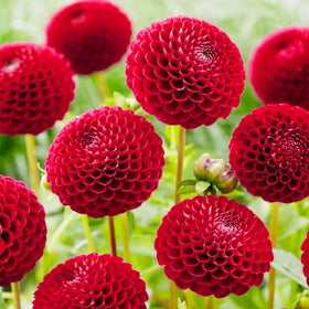 Generic Dahlia Pompon garden-bed focus shows bold color in borders and containers
