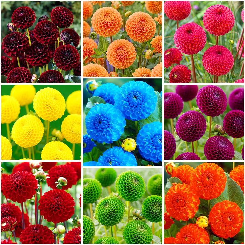 Generic Dahlia Pompon seeds pack for spring planting in sunny beds, adding texture and color