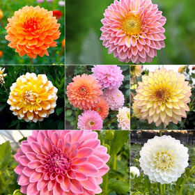 Generic dahlia seeds: 12-color pompon blooms for vibrant garden focal points.
