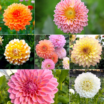 Generic dahlia seeds: 12-color pompon blooms for vibrant garden focal points.