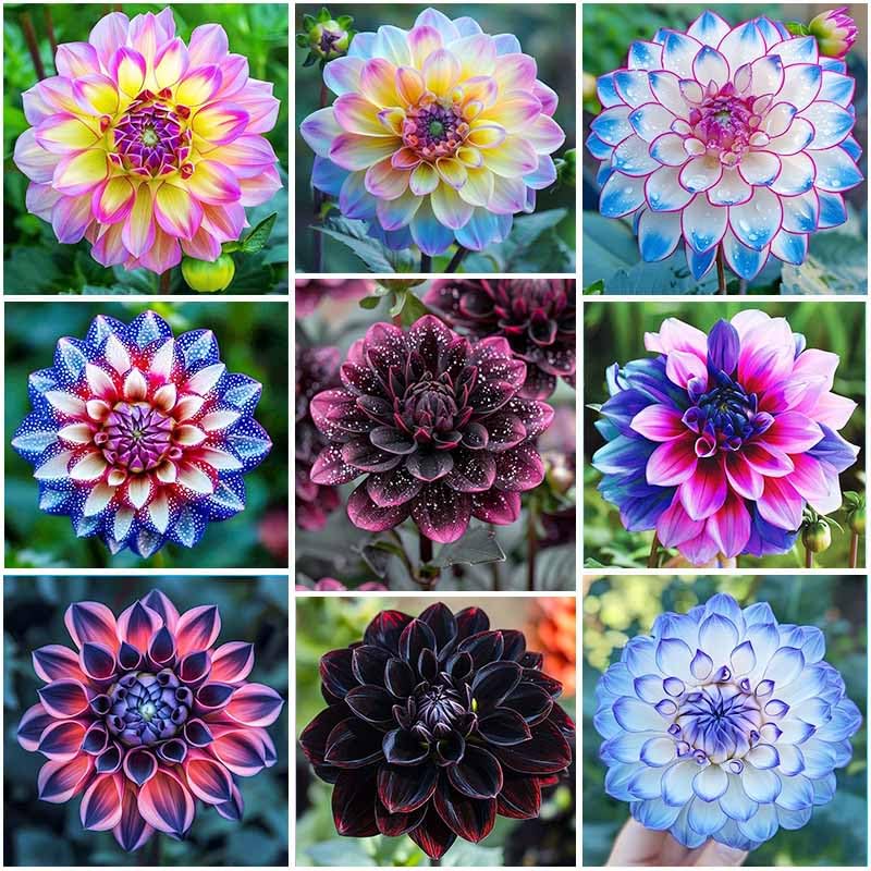 Generic dahlia seeds annual mix pack ideal for vibrant garden borders.