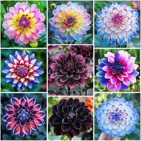 Generic dahlia seeds annual mix pack ideal for vibrant garden borders.