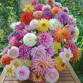 Generic dahlia seeds: low-maintenance growth from seed to bloom for beginners.