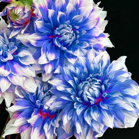 Generic dahlia seeds for cut flowers ideal for fresh arrangements
