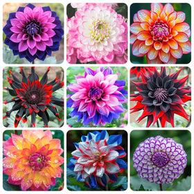 Generic dahlia seeds cut-flower bouquet potential for elegant indoor arrangements.