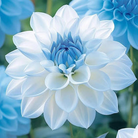 Generic dahlia seeds in full sun for long lasting summer color