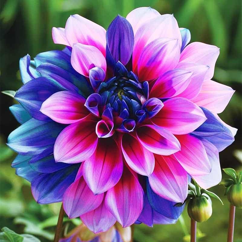 Generic dahlia seeds garden-bed centerpiece with prolific blossoms and visual impact.