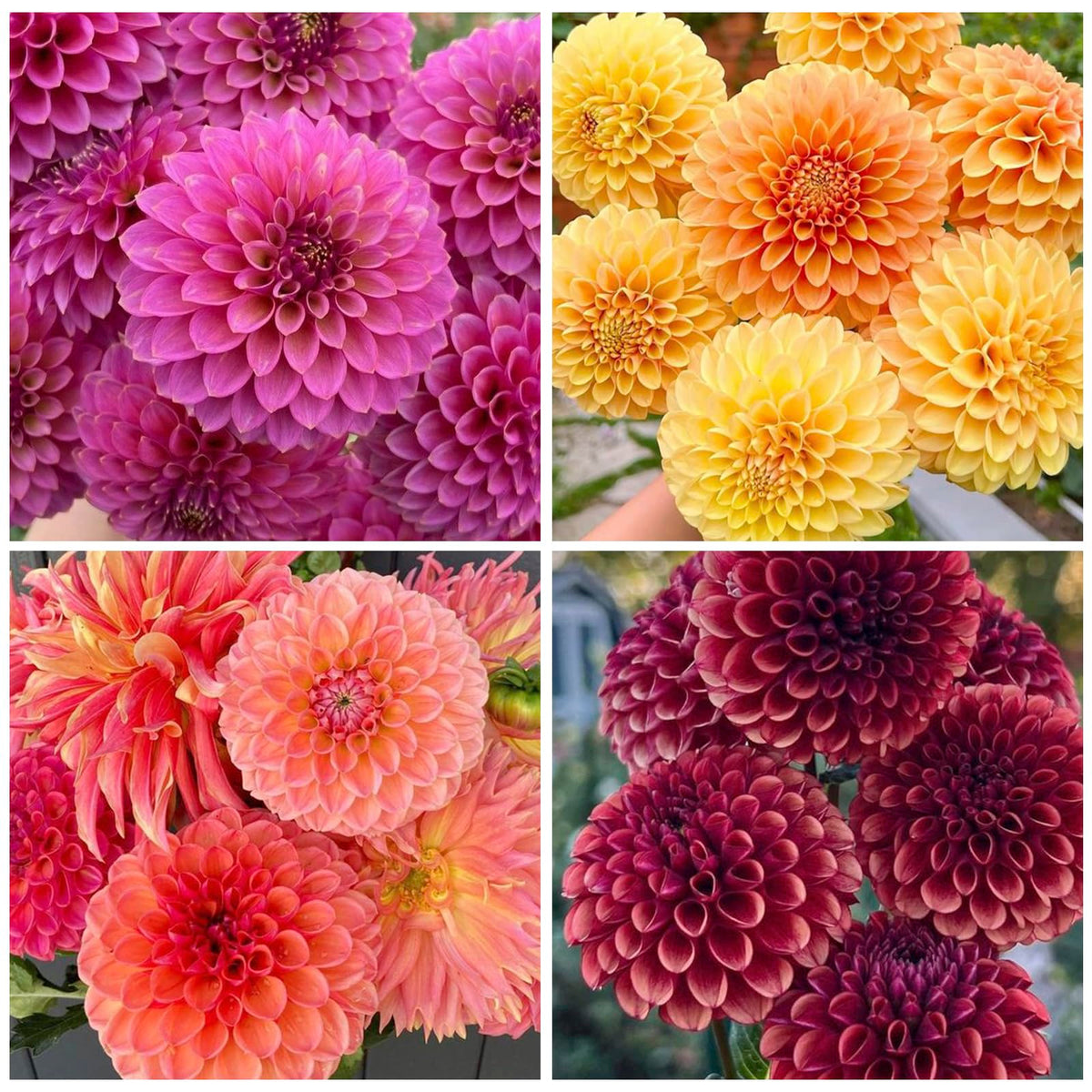 Generic dahlia seeds: ivory-yellow-pink-purple tones add soft contrast in beds.