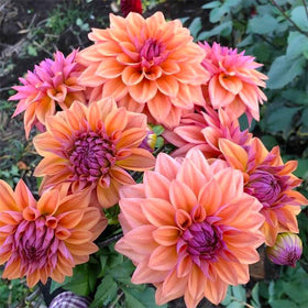 Generic dahlia seeds: mature plants thriving in full sun deliver eye-catching color blocks.