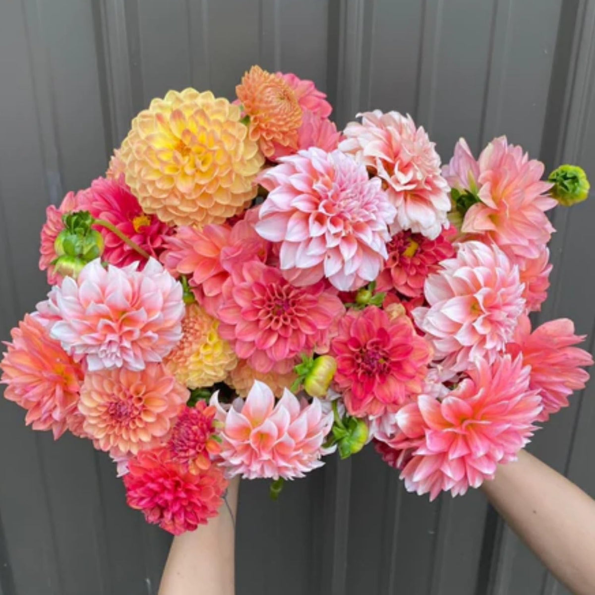Generic dahlia seeds: nectar-rich blossoms attract butterflies, bees, and hummingbirds.