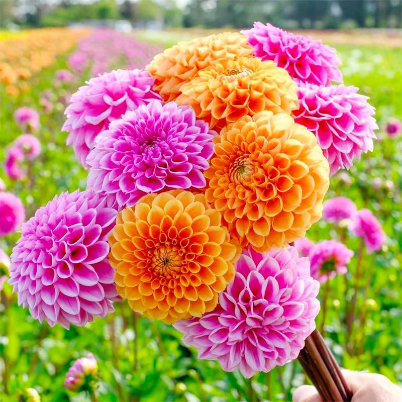 Generic dahlia seeds: sowing guide illustration for quick, healthy seedling establishment.