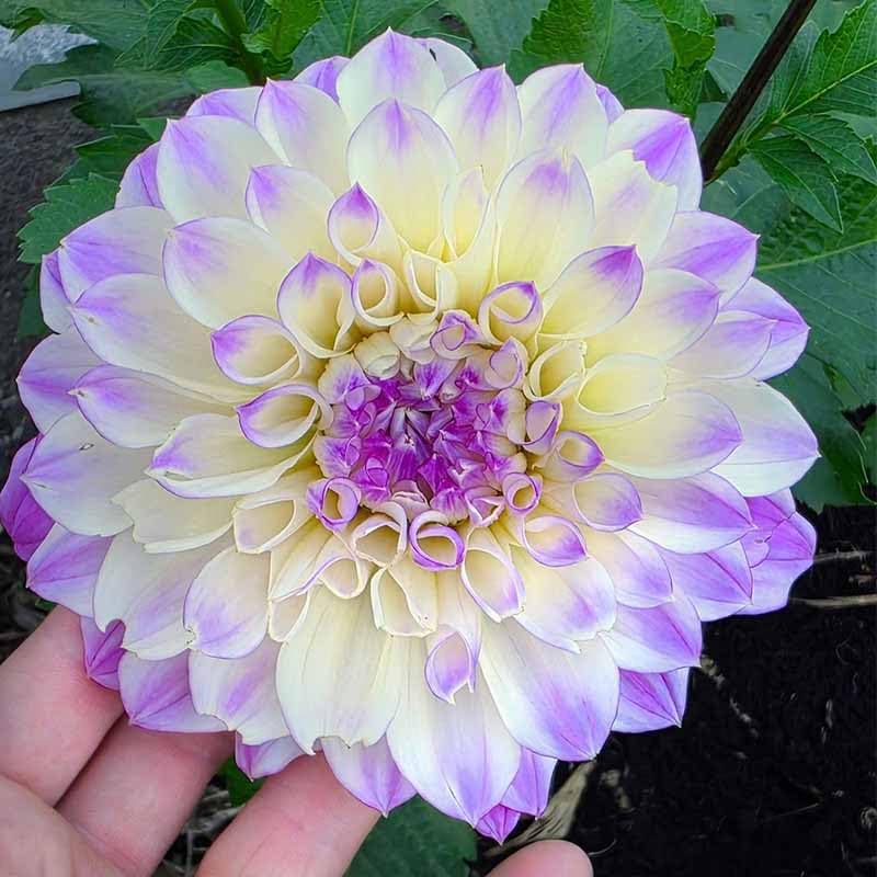 Generic dahlia seeds spring planting guide promotes healthy, thriving plants.