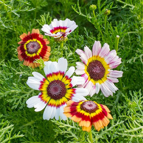 Generic Daisy seeds planted in a row promote easy garden organization.