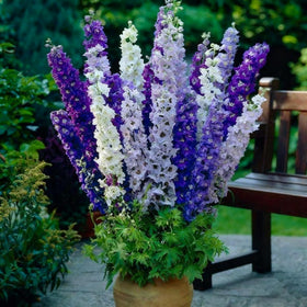 Generic Delphinium seeds support autumn rebloom potential