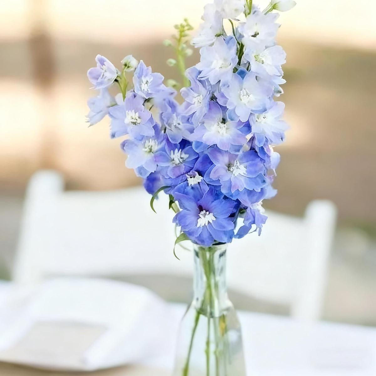 Generic Delphinium seeds bulk pack for large-scale plantings