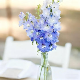 Generic Delphinium seeds bulk pack for large-scale plantings
