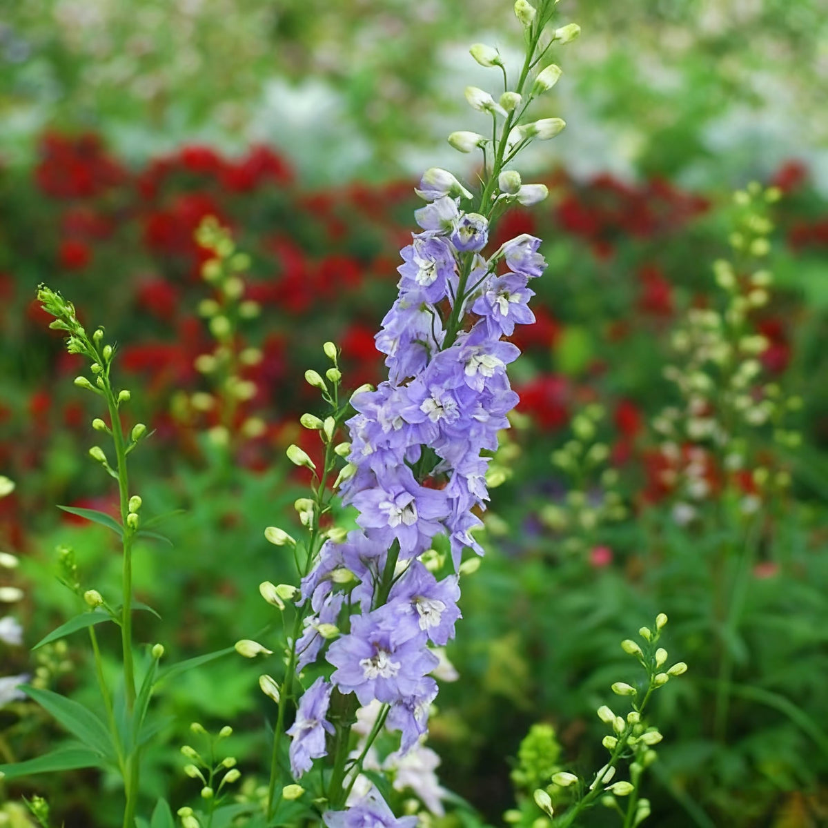 Generic Delphinium seeds suited for cool-season sowing success