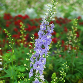 Generic Delphinium seeds suited for cool-season sowing success