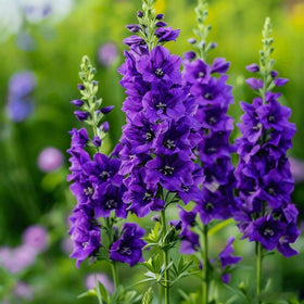 Generic Delphinium seeds for cut flowers and arrangements