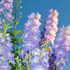 Generic Delphinium seeds produce tall spires for grand borders