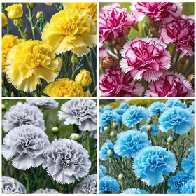 Generic dense double-petaled carnation-blooms: sturdy stems for long-lasting garden color.