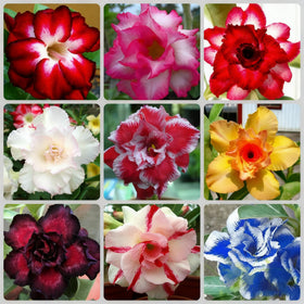 Generic Desert Rose blooms – long-lasting color from spring through fall.