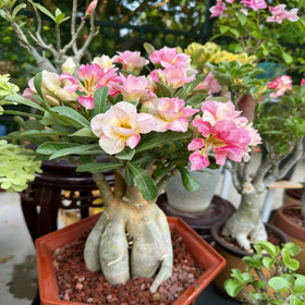 Generic Desert Rose potted plant – thrives in containers with full sun.