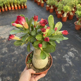 Generic Desert Rose garden setup – drought-tolerant succulent with swollen caudex.