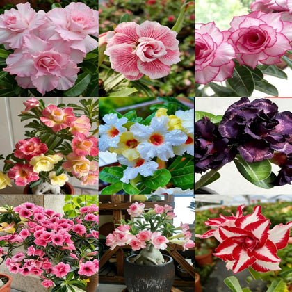 Generic Desert Rose seed mix – colorful blooms potential for drought-tolerant gardens.
