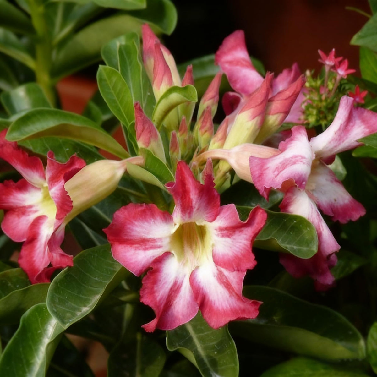 Generic Desert Rose seed packet – ready-to-sow for warm climates.