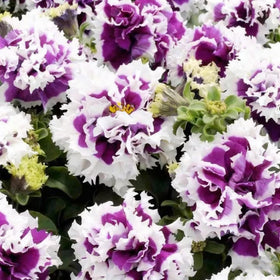 Blooms continue from early summer to first frost for color.
