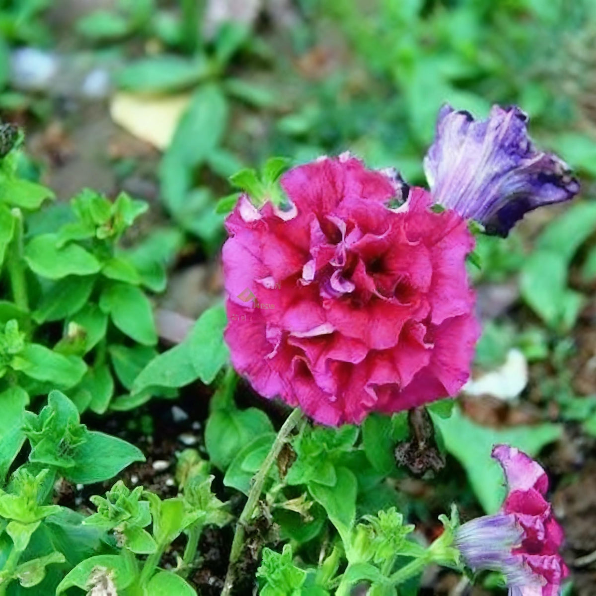 Easy to grow from seed across zones, with reliable results.