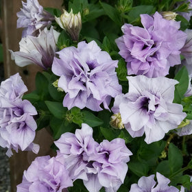 Heat-tolerant vines thrive in hot, sunny garden spots.