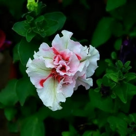 Generic Morning Glory vines climb a trellis with abundant double flowers.