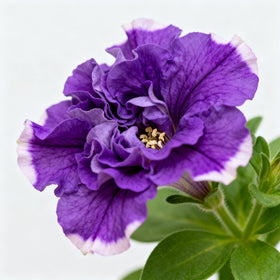 Generic Double Purple Petunia Blooms show luxurious, ruffled petals for dramatic color.