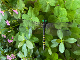 Generic dragonfly clip striped wings on hat for hiking décor.