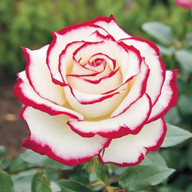 Generic Dried rose petals from exotic roses for crafts